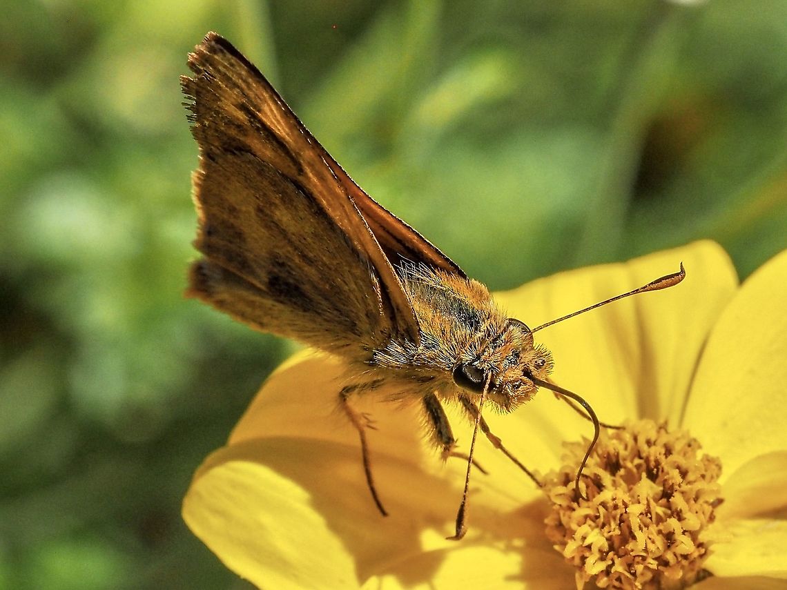 A Feeding Woodland Skipper! Sort of missed the moth and butterfly week. Darn! Canada,Geotagged,Ochlodes sylvanoides,Summer
