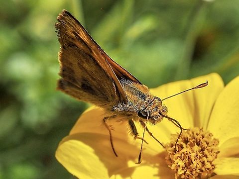 A Feeding Woodland Skipper! Sort of missed the moth and butterfly week. Darn! Canada,Geotagged,Ochlodes sylvanoides,Summer