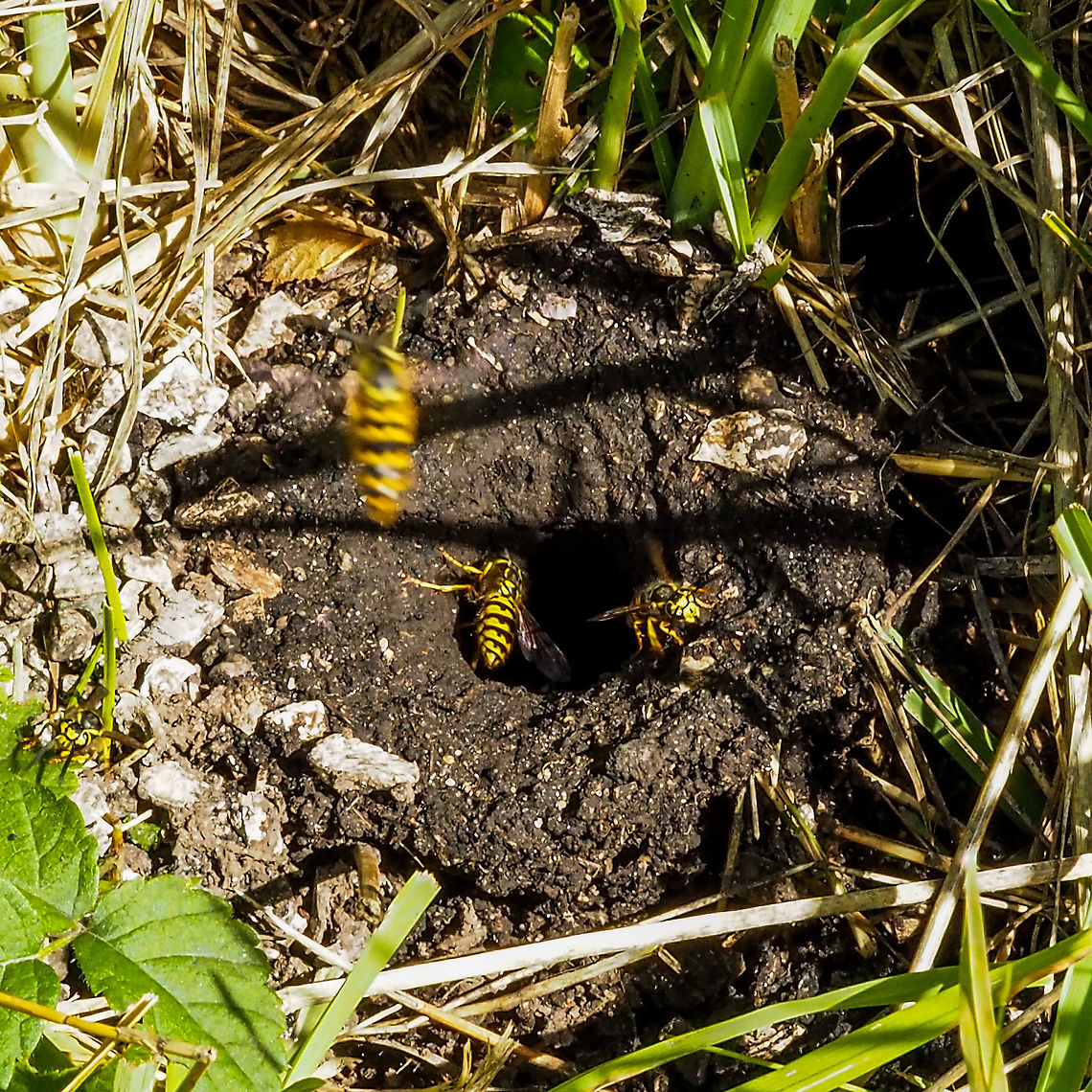 A Ground Wasp Nest Opening! The Western Yellowjacket, Vespula pensylvanica, nests in the ground. The wasps can be identified by their complete yellow &ldquo;eye ring&rdquo;. Good thing I saw this opening and did not tread on it! Canada,Geotagged,Summer,Vespula pensylvanica,Western yellowjacket