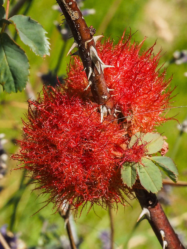 A Mossy Rose Gall! Caused by a small wasp. A new one for me. And quite the striking colour! Canada,Diplolepis rosae,Geotagged,Rose bedeguar gall,Summer