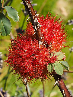 Rose bedeguar gall