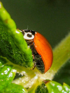 A Western Blood-Red Lady Beetle. This fellow was wondering around our rose bush. Canada,Cycloneda polita,Geotagged,Summer,Western Blood-Red Ladybird