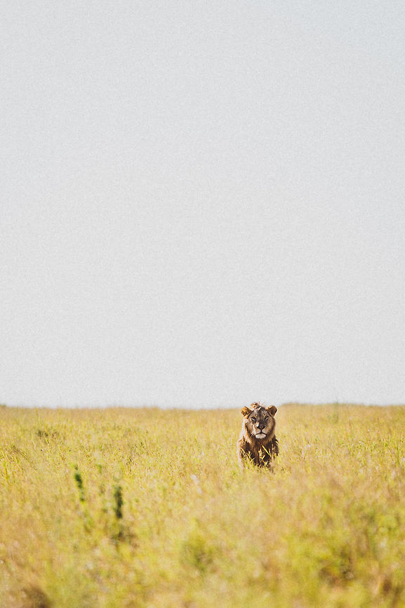Lonely. This photo was taken while on Safari in the Serengeti. This male, adolescent lion was with one other male lion, relaxing in the grasslands.  Lion,Panthera leo