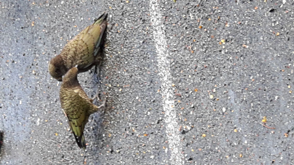 20160615_124355 I actually again don&#039;t know the name of the bird<br />
 Kea,Nestor notabilis