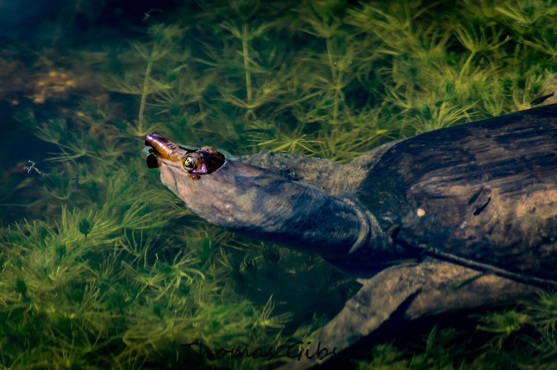 Florida softshell turtle (Apalone ferox) is a species of softshell turtle native to the Southeastern United States. The Florida softshell turtle typically has a dark brown to olive green, leathery carapace with a white or cream-colored underside, It is the largest softshell turtle in North America and one of the largest freshwater turtles there, as well Apalone ferox,By it's self,CloseUp,Detail,Florida,Florida softshell turtle,Fresh water,Geotagged,Large,Single,Soft Shell,Turtle,United States,florida softshell turtle,nature,photo by T.G