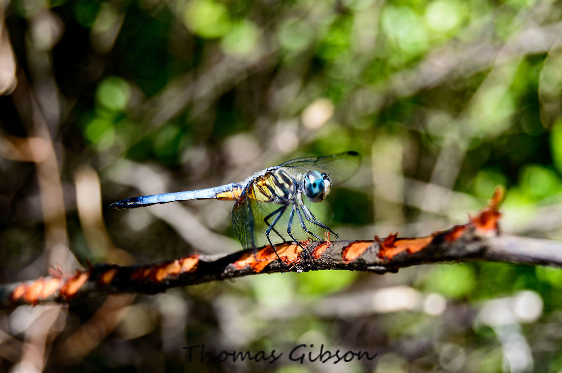 Male_blue_dasher his dragonfly is small to medium in size, with a length of 1 3/8 to 1 13/16 inches (35 to 45 mm), and has a fairly broad abdomen. Females and immature males are greenish on the face and thorax, with a brownish black abdomen marked along the top with two parallel lines of pale yellow to yellowish green dashes. Mature males are greenish on the face and thorax but the abdomen is pruinose blue. The wings are mostly clear but may be clouded with brownish yellow at the bases, especially on the hind wings. Naiad- Naiads feed on a wide variety of aquatic insects, such as mosquito larvae, other aquatic fly larvae, mayfly larvae, and freshwater shrimp. They will also eat small fish and tadpoles.<br />
   Adult- The dragonfly will eat almost any soft-bodied flying insect including mosquitoes, flies, butterflies, moths, mayflies, and flying ants or termites. Blue,Blue dasher,CloseUp,Detail,Field,Florida,Geotagged,Insect,Male,Pachydiplax longipennis,Resting,Single,Spring,United States,Wet Lands,Wild life,blue dasher,bug,dragonfly,nature