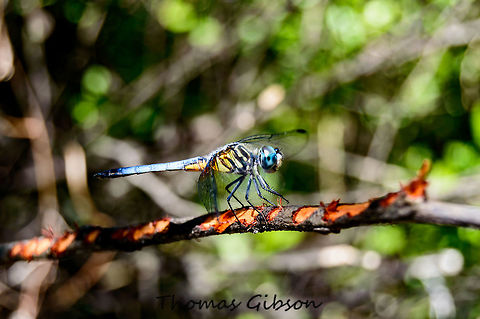 Male_blue_dasher his dragonfly is small to medium in size, with a length of 1 3/8 to 1 13/16 inches (35 to 45 mm), and has a fairly broad abdomen. Females and immature males are greenish on the face and thorax, with a brownish black abdomen marked along the top with two parallel lines of pale yellow to yellowish green dashes. Mature males are greenish on the face and thorax but the abdomen is pruinose blue. The wings are mostly clear but may be clouded with brownish yellow at the bases, especially on the hind wings. Naiad- Naiads feed on a wide variety of aquatic insects, such as mosquito larvae, other aquatic fly larvae, mayfly larvae, and freshwater shrimp. They will also eat small fish and tadpoles.
   Adult- The dragonfly will eat almost any soft-bodied flying insect including mosquitoes, flies, butterflies, moths, mayflies, and flying ants or termites. Blue,Blue dasher,CloseUp,Detail,Field,Florida,Geotagged,Insect,Male,Pachydiplax longipennis,Resting,Single,Spring,United States,Wet Lands,Wild life,blue dasher,bug,dragonfly,nature