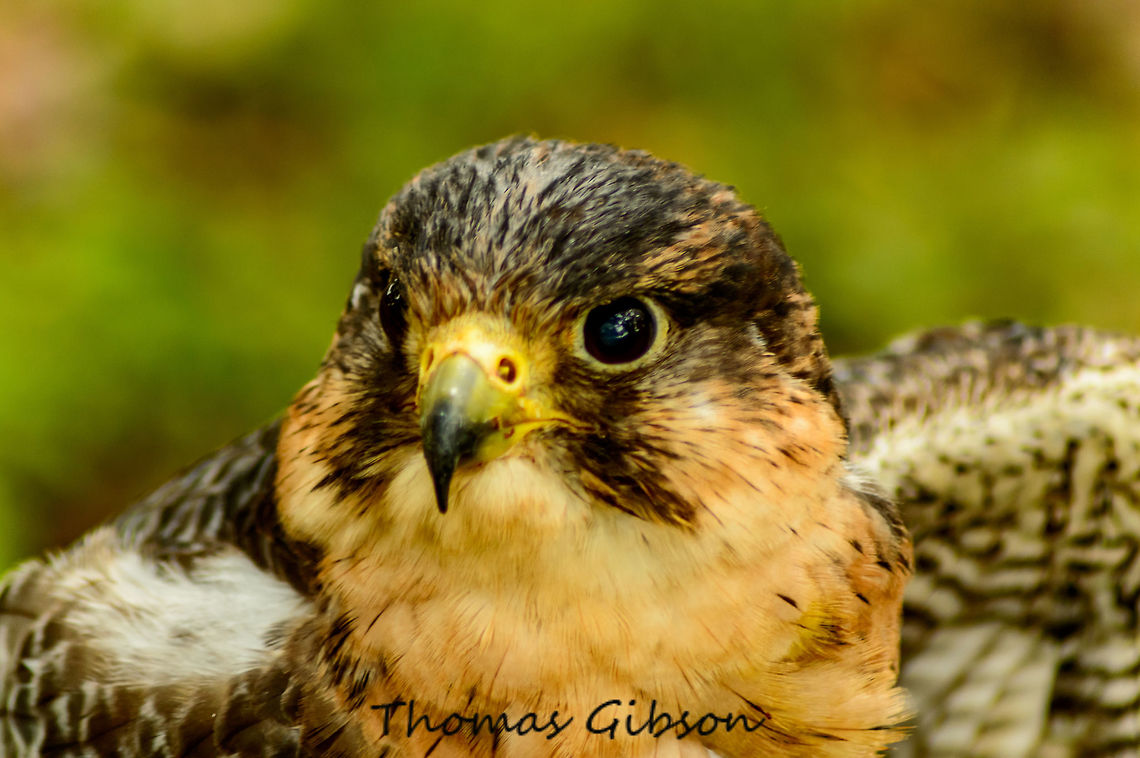 Young Harris Hawk Young harris hawk down in a firld were I was able to take this photo. Animal,CloseUp,Detail,Fall,Florida,Geotagged,Harris Hawk,Harriss Hawk,Hawk,Parabuteo unicinctus,Single,United States,Wild,Wild life,nature,photo by T.G