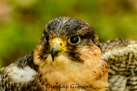 Young Harris Hawk Young harris hawk down in a firld were I was able to take this photo. Animal,CloseUp,Detail,Fall,Florida,Geotagged,Harris Hawk,Harriss Hawk,Hawk,Parabuteo unicinctus,Single,United States,Wild,Wild life,nature,photo by T.G