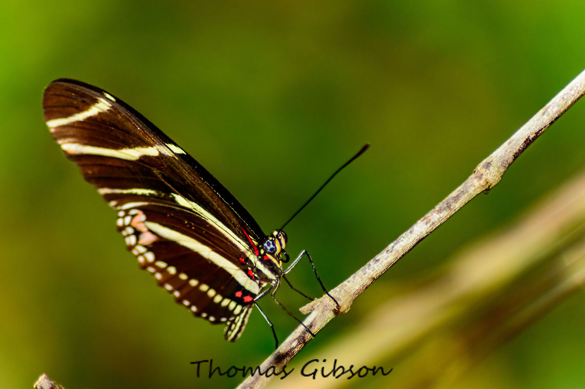 Zebra Longwing Zebra longwing adults roost communally at night in groups of up to 60 adults for safety from predators. The adult butterflies are unusual in feeding on pollen as well as on nectar; the pollen enables them to synthesize cyanogenic glycosides that make their bodies toxic to potential predators. Caterpillars feed on various species of Passionflower, evading the plants' defensive trichomes by biting them off or laying silk mats over them. Butterfly,CloseUp,Detail,Florida,Geotagged,Heliconius charithonia,Macro,Single,Spring,United States,Wet Lands,Wild,Zebra,Zebra Longwing,nature,photo by T.G,zebra heliconian
