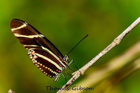 Zebra Longwing Zebra longwing adults roost communally at night in groups of up to 60 adults for safety from predators. The adult butterflies are unusual in feeding on pollen as well as on nectar; the pollen enables them to synthesize cyanogenic glycosides that make their bodies toxic to potential predators. Caterpillars feed on various species of Passionflower, evading the plants' defensive trichomes by biting them off or laying silk mats over them. Butterfly,CloseUp,Detail,Florida,Geotagged,Heliconius charithonia,Macro,Single,Spring,United States,Wet Lands,Wild,Zebra,Zebra Longwing,nature,photo by T.G,zebra heliconian