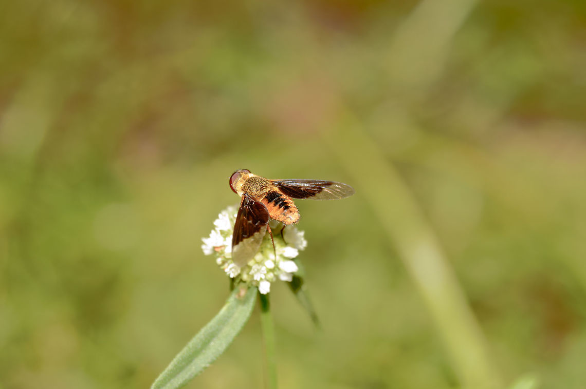 Chrysanthrax cypris researching now thanks for the help with identification from WildFlower. Beauty,Botany,By it's self,Chrysanthrax cypris,CloseUp,Daylight,Detail,Eating,Field,Florida,Flower,Flowers,Flowers & Plants,Food,Insect,Looking,Macro,Micro,Nature,Plant
