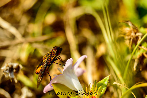 taking_a_break Chrysanthrax cypris BeeFly,Chrysanthrax cypris,CloseUp,Daylight,Detail,Field,Florida,Flower,Geotagged,Insect,Micro,Single,Spring,United States,bug,nature,photo by T.G