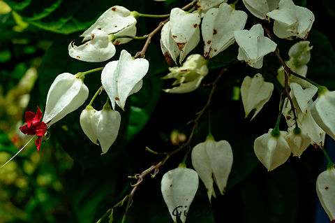 Bleeding Heart Plant this is a photo of a wild plant in the everglades.This plant was very popular during the mid 19th century under the name "beauty bush". It lost favor only when its unusual culture conditions were forgotten. Specifically, its root system must be partially submerged in water most of the time, and it wants very good light. very rare to see in the wild like this one. Bleeding Heart Plant,Botany,By it's self,Clerodendrum,Clerodendrum thomsoniae,Clerodendrum thomsoniae White,CloseUp,Daylight,Detail,Florida,Flowers,Geotagged,Plant,United States,bagflower,bleeding glory-bower,bleeding-heart vine,glory-bower,nature,photo by T.G