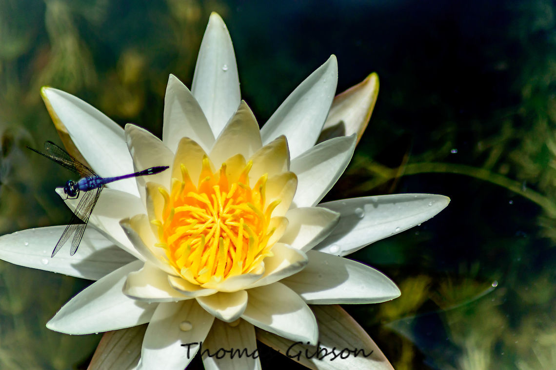 Nymphaea odorata Nymphaea odorata Aiton with a Spot-tailed Dasher dragonfly resting. White Water-lily with dragon fly  Botany,By it's self,CloseUp,Daylight,Detail,Florida,Flower,Fragrant White Water-lily,Nymphaea odorata,Nymphaea odorata Aiton,Plant,Sweet-scented White Water-lily,United States,Water Lily,White Water-lily with dragon fly,blue dasher,bug,dragonfly,nature