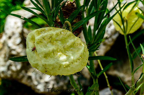 Gomphocarpus physocarpus Asclepias Physocarpus Oscar seed pod. The plant prefers moderate moisture, as well as sandy and well-drained soil and full sun. something not seen much in the wild anymore. Butterfly Milk Weed Balloon Plant ( wild species growing in the everglades rare to find. Asclepias Physocarpus Oscar,Balloonplant,Botany,Butterfly Milk Weed Balloon Plant,CloseUp,Detail,Florida,Flower,Flowers,Geotagged,Gomphocarpus physocarpus,Plant,Seed Pods,Spring,United States,balloon cotton-bush,bishop's balls,nailhead,nature,photo by T.G