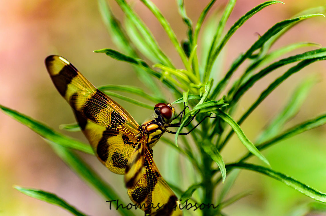 Halloween Pennant (Celithemis eponina) is a species of dragonfly in the family Libellulidae. Dragonflies of its genus perch at the tips of plants, waving in the breeze like pennants.[3] The young has yellow markings, including a stripe on its back. The adult male and female may develop pale red markings, especially on the face. This species is about 38 to 42 millimeters long. By it's self,Celithemis eponina,CloseUp,Detail,Field,Florida,Geotagged,Halloween Pennant,Insect,Single,Spring,United States,Wild life,bug,dragon fly on a plant,dragonfly,nature,orange and black strip,photo by T.G