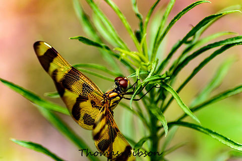 Halloween Pennant (Celithemis eponina) is a species of dragonfly in the family Libellulidae. Dragonflies of its genus perch at the tips of plants, waving in the breeze like pennants.[3] The young has yellow markings, including a stripe on its back. The adult male and female may develop pale red markings, especially on the face. This species is about 38 to 42 millimeters long. By it's self,Celithemis eponina,CloseUp,Detail,Field,Florida,Geotagged,Halloween Pennant,Insect,Single,Spring,United States,Wild life,bug,dragon fly on a plant,dragonfly,nature,orange and black strip,photo by T.G