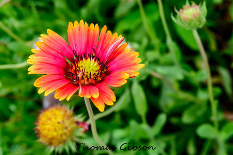 Gaillardia pulchella Blanketflower, or firewheel, (Gaillardia pulchella) is an annual or very short-lived perennial common to much of Florida and the rest of North America. Gaillardia pulchella is a hardy plant, not picky about soil, though sandy and well-drained are best. It has a high drought tolerance and does best with a dry, hot climate in full sun. Its vibrantly colored flowers can be seen carpeting fields and the sides of highways for miles in the summer to late fall. Favored by honeybees, it produces a dark reddish amber buttery tasting honey. In the garden, the flowers can be removed/deadheaded to promote further blooming. It self-seeds freely. Gaillardia pulchella,Geotagged,Spring,United States,nature
