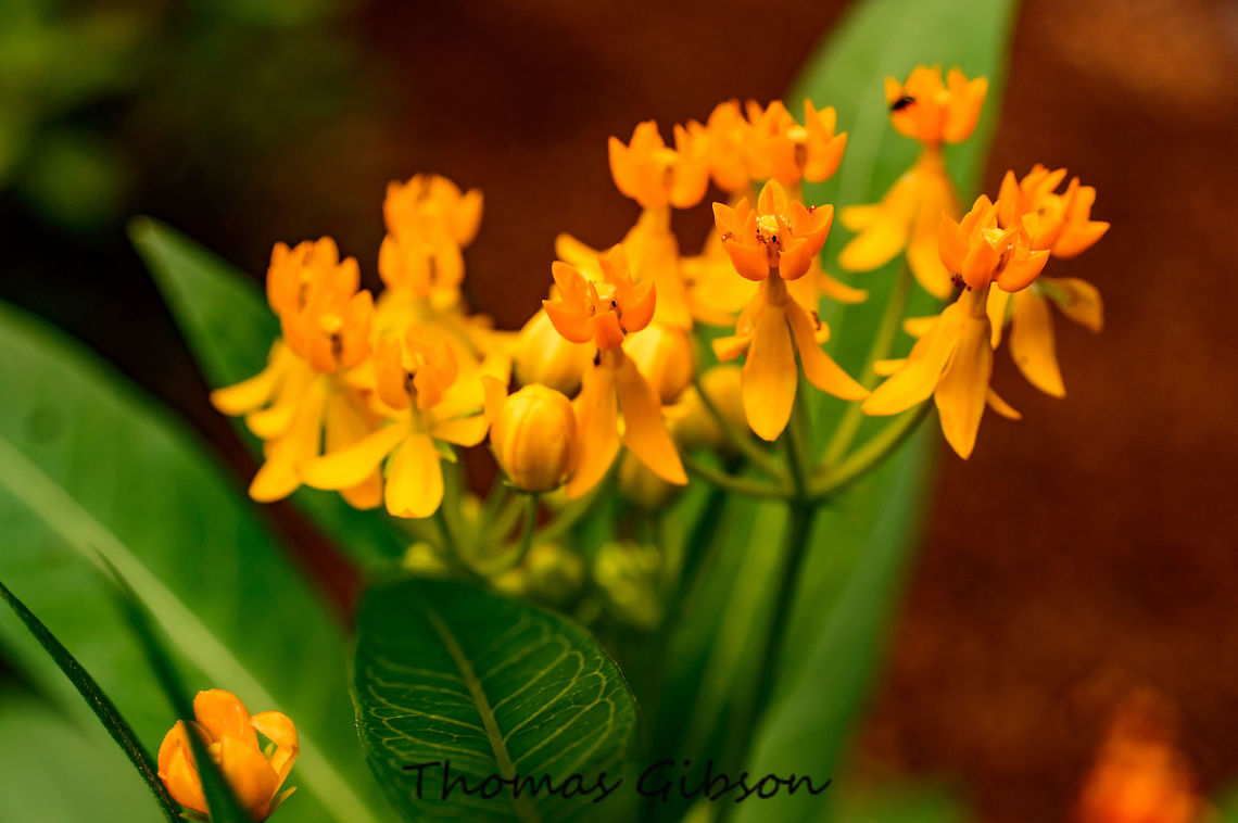 Asclepias tuberosa The genus name Asclepias is named after the Greek god of medicine Asklepios. This plant favors dry, sand or gravel soil. commonly known as butterfly weed because of the butterflies that are attracted to the plant by its color and its copious production of nectar. Butterfly weed is commonly planted in formal garden borders and in meadow and prairie gardens. This wildflower does not transplant well as it has a deep woody taproot. It is easily propagated from seed. Collect the seed from the pods has they just begin to open. Butterfly weed seed need a three-month cold stratification. Therefore, it is best to plant the seed in autumn and they will easily germinate the following spring. Ants,Asclepias tuberosa,Botany,Butterfly weed,CloseUp,Detail,Fall,Field,Florida,Flower,Flowers,Flowers & Plants,Geotagged,Insect,Nature,Orange Flower,Plant,United States,nature,photo by T.G