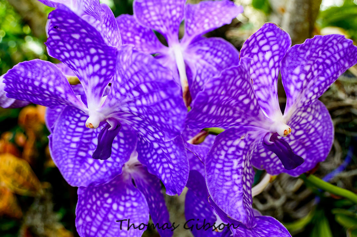 Wild_Vanda_Orchids_stem The plants do not possess pseudobulbs, but do possess leathery, drought-resistant leaves. Almost all of the species in this genus are very large epiphytes found in disturbed areas in habitat and prefer very high light levels, the plants having large root systems. Some of these species have a monopodial vine-like growth habit, and the plants can quickly become quite massive. Many Vanda orchids (especially V. coerulea) are endangered, and have never been common because they are usually only infrequently encountered in habitat and grow only in disturbed forest areas with high light levels, and are severely threatened and vulnerable to habitat destruction.[2] The export of wild-collected specimens of the blue orchid (V. coerulea) and other wild Vanda species is prohibited worldwide, as all orchids are listed on Appendix II of the Convention on International Trade in Endangered Species. Was found growing wild in the everglades Fall,Geotagged,United States,Vanda  sanderiana,Vanda Orchid,nature