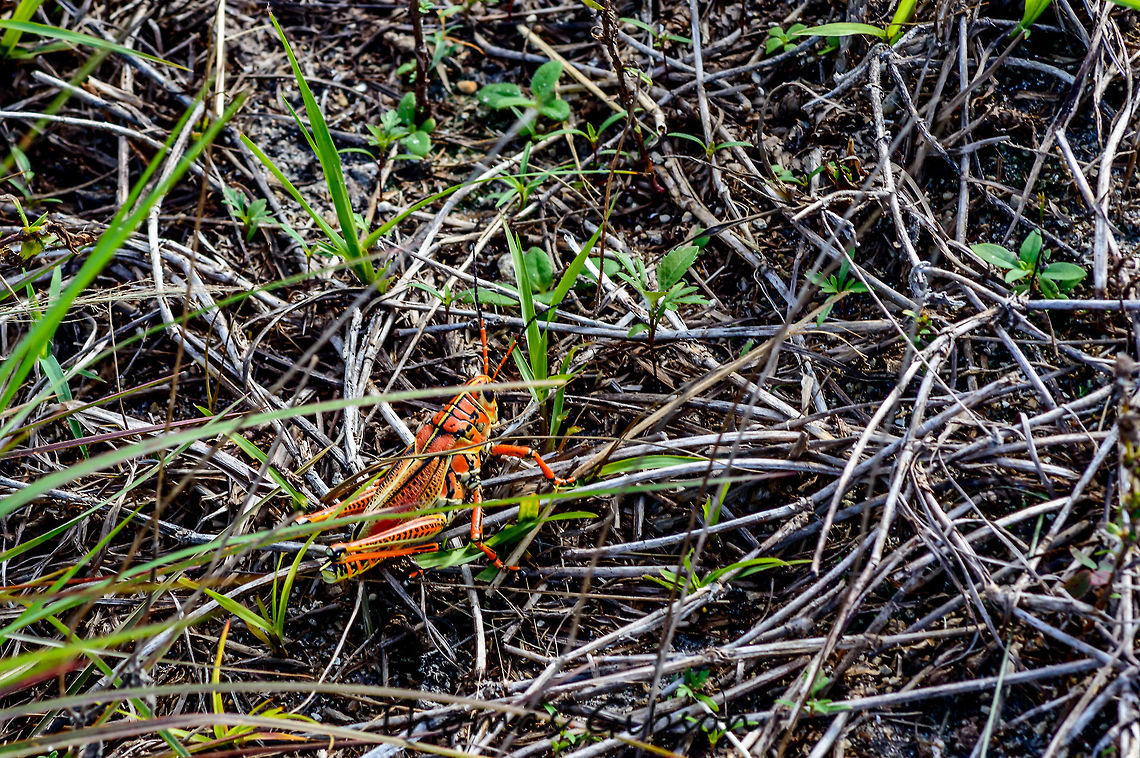 eastern Lubber grasshopper This giant, slow moving grasshopper&rsquo;s bright orange, yellow and red colors are a warning that it contains toxins and will make any potential predator sick.   If for any reason, you fail to heed the color warning and pick it up, the grasshopper makes a loud hissing noise and secretes an irritating foul-smelling foamy spray. These 4-inch grasshoppers are too large and toxic for most natural predators, so they don&rsquo;t need to move fast.  Lubbers cannot fly far, and travel in short clumsy hops, or walk and crawl slowly through the vegetation.  They feed on broadleaf plants and can become a nuisance when swarms invade residential areas and feast on garden plants.Sorry about the phooto this one got away before i could get any good shots will be heading back out for a 2 week trip soon. CloseUp,Daylight,Detail,Field,Florida,Geotagged,Grasshopper,Lubber,Romalea guttata,Single,Spring,United States,eastern Lubber grasshopper,giant,nature,photo by T.G
