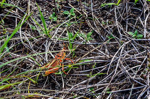 eastern Lubber grasshopper This giant, slow moving grasshopper’s bright orange, yellow and red colors are a warning that it contains toxins and will make any potential predator sick.   If for any reason, you fail to heed the color warning and pick it up, the grasshopper makes a loud hissing noise and secretes an irritating foul-smelling foamy spray. These 4-inch grasshoppers are too large and toxic for most natural predators, so they don’t need to move fast.  Lubbers cannot fly far, and travel in short clumsy hops, or walk and crawl slowly through the vegetation.  They feed on broadleaf plants and can become a nuisance when swarms invade residential areas and feast on garden plants.Sorry about the phooto this one got away before i could get any good shots will be heading back out for a 2 week trip soon. CloseUp,Daylight,Detail,Field,Florida,Geotagged,Grasshopper,Lubber,Romalea guttata,Single,Spring,United States,eastern Lubber grasshopper,giant,nature,photo by T.G