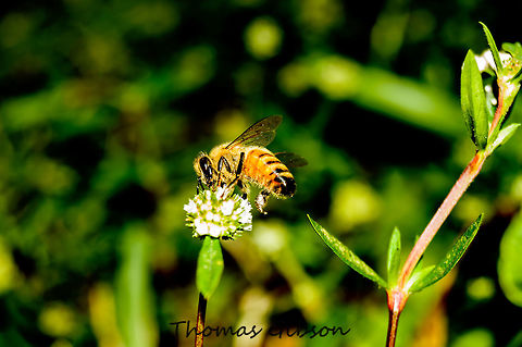 Apis mellifera The western honey bee was one of the first domesticated insects, and is the primary species maintained by beekeepers to this day for both its honey and pollination services. he western honey bee now occupies every continent except Antarctica. Due to its wide cultivation, this species is the single most important pollinator for agriculture globally. A number of pests and diseases threaten the honey bee, especially colony collapse disorder. with Humans being the bigest threat. Apis mellifera,Bee,Detail,Florida,Geotagged,Spring,United States,Western honey bee,collecting,honey,honey bee,nature,photo by T.G,pollen