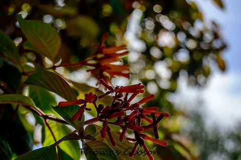 Hamelia patens Firebush is a beautiful plant that ranges in height from 3 to 6 ft tall (sometimes taller in southern Florida) attractant to both butterflies as well as hummingbirds. They also produce juicy berries which attract small mammals. They thrive in sunny locations as well as shade and can be pruned to control their rapid growth. Might freeze back in severe cold but bounces back easily. Botany,Detail,Firebush,Florida,Flower,Geotagged,Hamelia patens,Spring,United States,nature,photo by T.G,sun