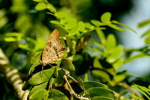 Anartia jatrophae2 white peacock Butterfly are very common in Central America and the Caribbean, as well as southern Texas and Florida. Small numbers can also be found in North Carolina, Missouri, Nebraska, and Kansas.  White peacock butterflies are commonly found in warm, open, weedy areas such as fields or parks where water is abundant -usually in the form of a pond or stream. Adult butterflies are often seen along roadside ditches where host plants are abundant. Caterpillars require Bacopa monniera as a food source. As adults, white peacock butterflies feed on shepherd's needle, white hyssop, matchheads, wild Petunias, cordia, casearia and composites. Anartia jatrophae,Detail,Florida,Geotagged,Single,Spring,United States,White Peacock,Wild,Wild life,nature,photo by T.G,white peacock