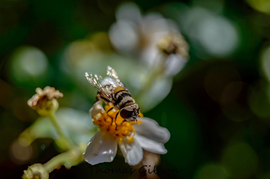 unknown Hoverfly still researching this one so far belive not to be native to the states. By it's self,CloseUp,Daylight,Detail,Field,Florida,Geotagged,Single,Spring,United States,Wild life,nature,photo by T.G