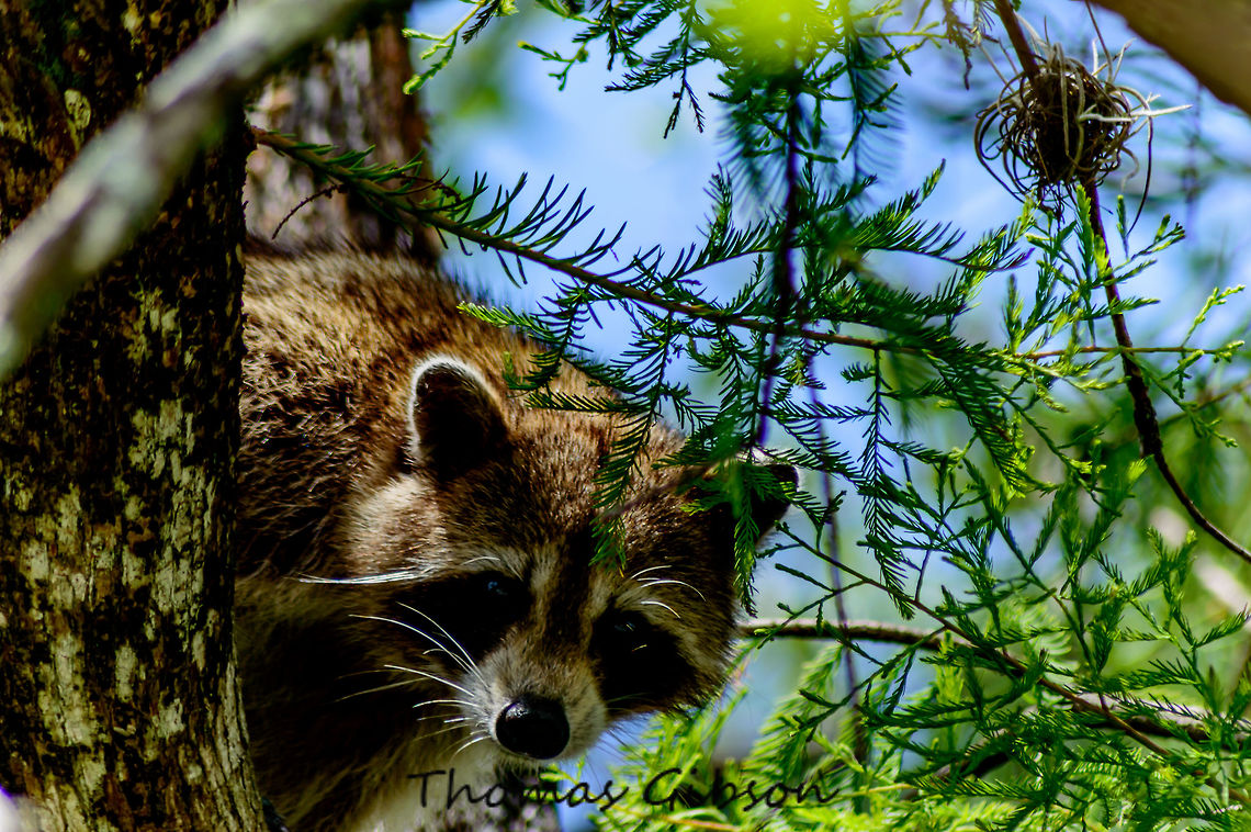Procyon lotor Though previously thought to be solitary, there is now evidence that raccoons engage in gender-specific social behavior. Related females often share a common area, while unrelated males live together in groups of up to four animals to maintain their positions against foreign males during the mating season, and other potential invaders. Home range sizes vary anywhere from 3 hectares (7.4 acres) for females in cities to 5,000 hectares (12,000 acres) for males in prairies. After a gestation period of about 65 days, two to five young, known as "kits", are born in spring. The kits are subsequently raised by their mother until dispersal in late fall. Although captive raccoons have been known to live over 20 years, their life expectancy in the wild is only 1.8 to 3.1 years. Don't confuse with crab-eating raccoon (Procyon cancrivorus) Animal,By it's self,CloseUp,Daylight,Detail,Field,Fl. Wet Lands,Florida,Geotagged,Mammal,Procyon lotor,Raccoon,Racoon,Spring,Thief,United States,Wet Lands,Wild,Wild life,nature