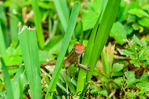 Anolis sagrei The brown anole is normally a light brown color with darker brown to black markings on its back, and several tan to light color lines on its sides. Like other anoles, it can change color, in this case a lighter brown to darker brown. Its dewlap ranges from yellow to orange-red. Brown anoles feed on small arthropods such as crickets, moths, ants, grasshoppers, cockroaches, mealworms, spiders, and waxworms.They may also eat other lizards, such as the green anole, lizard eggs, and their own molted skin and detached tails. If near water, they eat aquatic arthropods or small fish – nearly anything that will fit in their mouths. Anolis sagrei,Brown anole,CloseUp,Daylight,Detail,Fall,Florida,Geotagged,United States,Wild life,nature,photo by T.G