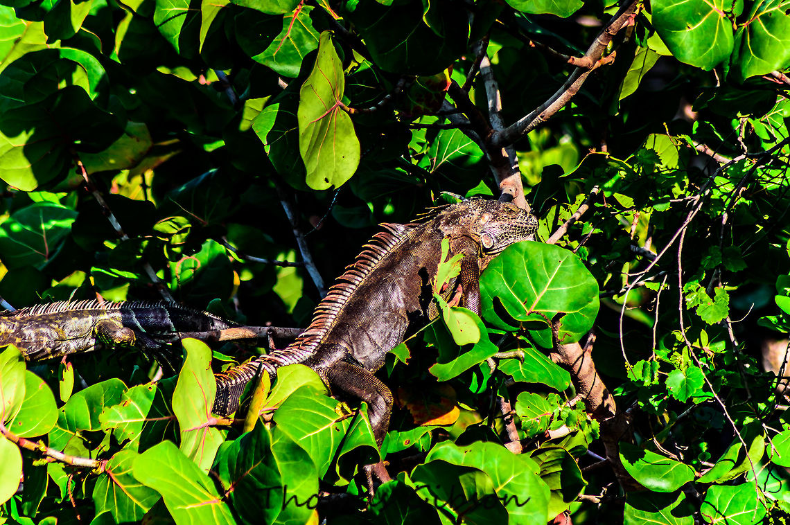 green iguana although a few have grown more than 2m in length and weigh up to<br />
9kg. Green Iguanas are, not surprisingly, green in colour, but can also be found in many different shades<br />
ranging from bright green to a dull grayish-green. Their skin is rough, with a set of pointed scales along<br />
their backs. Green Iguanas have long claws.  Iguanas are diurnal (active during the day), arboreal (live in trees) and are often found near water.<br />
Reaching maturity may take 3 to 4 years but Green Iguanas can live for up to 30 years. A female Green<br />
Iguana can produce many clutches of eggs for many years. Green Iguanas disrupt native bird nests or even destroy native bird nestlings and eggs. Daylight,Detail,Florida,Geotagged,Green iguana,Iguana iguana,Nature,Spring,United States,nature,photo by T.G,spinytail iguanas,sun
