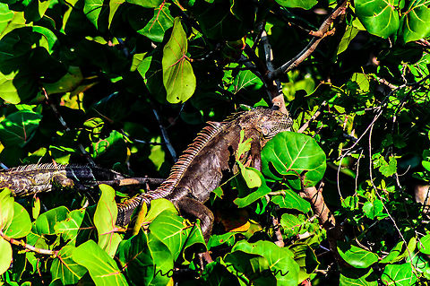 green iguana although a few have grown more than 2m in length and weigh up to
9kg. Green Iguanas are, not surprisingly, green in colour, but can also be found in many different shades
ranging from bright green to a dull grayish-green. Their skin is rough, with a set of pointed scales along
their backs. Green Iguanas have long claws.  Iguanas are diurnal (active during the day), arboreal (live in trees) and are often found near water.
Reaching maturity may take 3 to 4 years but Green Iguanas can live for up to 30 years. A female Green
Iguana can produce many clutches of eggs for many years. Green Iguanas disrupt native bird nests or even destroy native bird nestlings and eggs. Daylight,Detail,Florida,Geotagged,Green iguana,Iguana iguana,Nature,Spring,United States,nature,photo by T.G,spinytail iguanas,sun