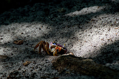 Cardisoma guanhumi also known as the blue land crab, is a species of land crab found in tropical and subtopical estuaries and other maritime areas of land along the Atlantic coast of the Americas, in the United States along the Gulf of Mexico. Cardisoma guanhumi is omnivorous, collecting and eating leaves and fruits close to its burrow whilst also eating insects and carrion. Like many crabs, this species is cannibalistic. They move in the shade during the day and will eschew moving in prolonged direct sunlight to feed at night instead. these guys use to cover the roads of south Florida in carpets now that most of the habitate is gone no longer see them in groups like that. Blue land crab,Cardisoma guanhumi,Geotagged,Spring,United States,nature
