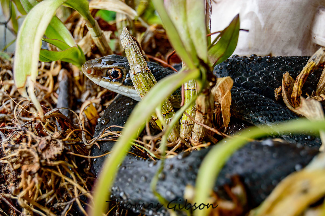 Coluber constrictor priapus The southern black racer s one of the more common subspecies of nonvenomous Coluber constrictor snakes in the Southeastern United States. black racer is a predator that relies on lizards, insects, moles, birds, eggs, small snakes, rodents, and frogs. Despite its specific name constrictor. Man remains the biggest enemy of black racers. Many are killed on highways and others are intentionally killed out of fear. this one was taken in my yard. He just wanted out of the rain. Animal,By it's self,CloseUp,Coluber constrictor priapus,Detail,Fall,Florida,Geotagged,Light rain,Single,Snake,United States,Wet Lands,Wild life,nature,nonvenomous,photo by T.G,southern black racer