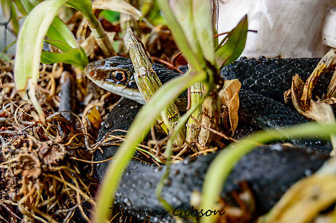 Coluber constrictor priapus The southern black racer s one of the more common subspecies of nonvenomous Coluber constrictor snakes in the Southeastern United States. black racer is a predator that relies on lizards, insects, moles, birds, eggs, small snakes, rodents, and frogs. Despite its specific name constrictor. Man remains the biggest enemy of black racers. Many are killed on highways and others are intentionally killed out of fear. this one was taken in my yard. He just wanted out of the rain. Animal,By it's self,CloseUp,Coluber constrictor priapus,Detail,Fall,Florida,Geotagged,Light rain,Single,Snake,United States,Wet Lands,Wild life,nature,nonvenomous,photo by T.G,southern black racer