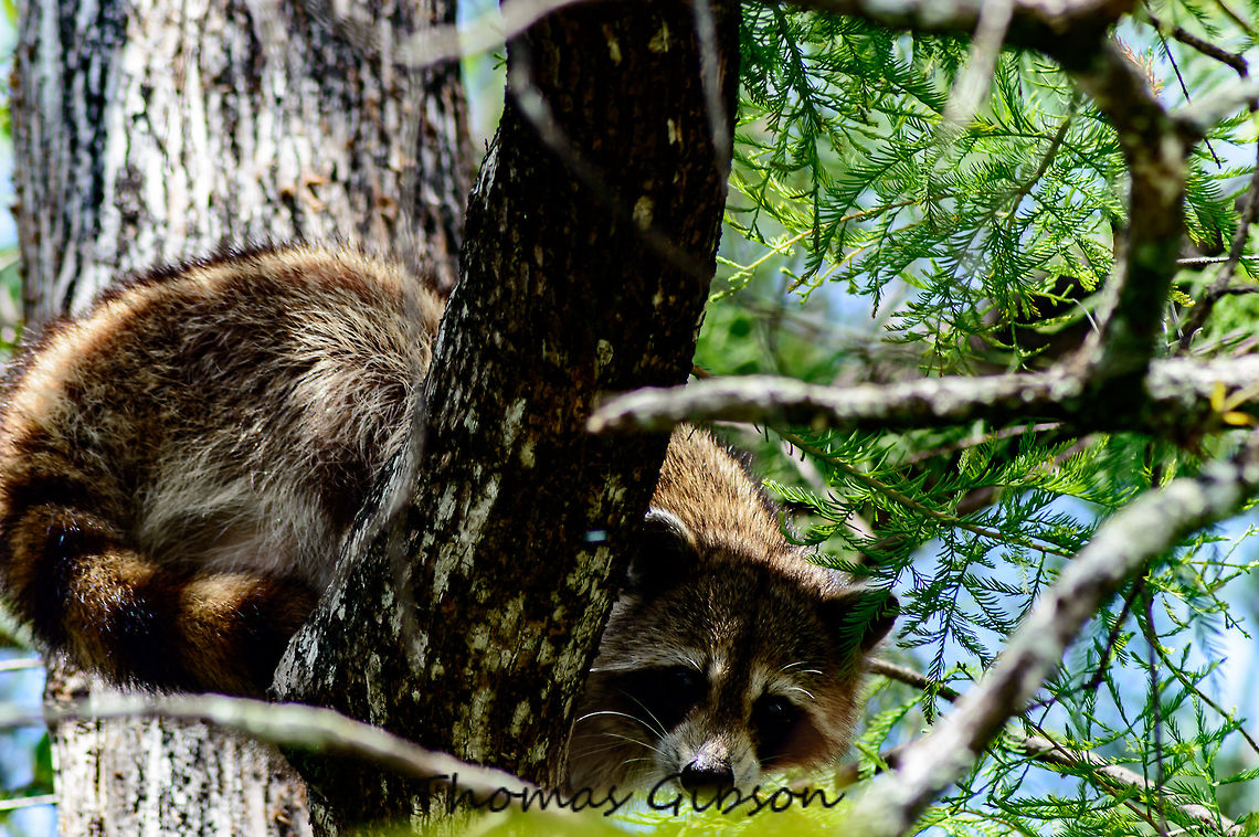 Racoon 1\2 Detail,Fl. Wet Lands,Florida,Geotagged,Procyon lotor,Raccoon,Racoon,Single,Spring,Thief,United States,Wet Lands,Wild,Wild life,nature,photo by T.G