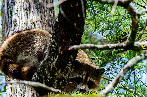 Racoon 1\2 Detail,Fl. Wet Lands,Florida,Geotagged,Procyon lotor,Raccoon,Racoon,Single,Spring,Thief,United States,Wet Lands,Wild,Wild life,nature,photo by T.G
