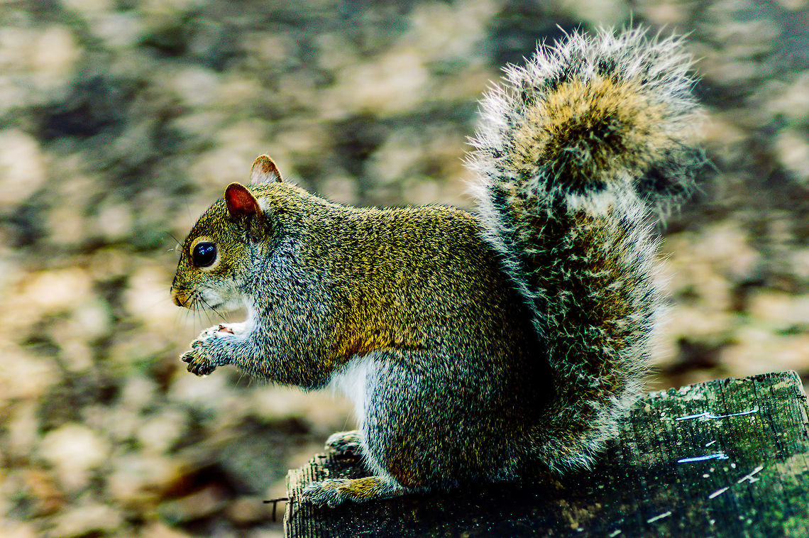 Sciurus carolinensis common name eastern gray squirrel or grey squirrel Sciurus carolinensis is native to the eastern and midwestern United States, and to the southerly portions of the eastern provinces of Canada.I couldn't resist to take a pic as this guy came up to me taking a break and took a corn chip right out of my hand. Animal,By it's self,CloseUp,Daylight,Detail,Eastern gray squirrel,Eating,Fall,Florida,Geotagged,Gray Squirrel,Sciurus carolinensis,Single,Squirrel,United States,Wild life,nature,photo by T.G