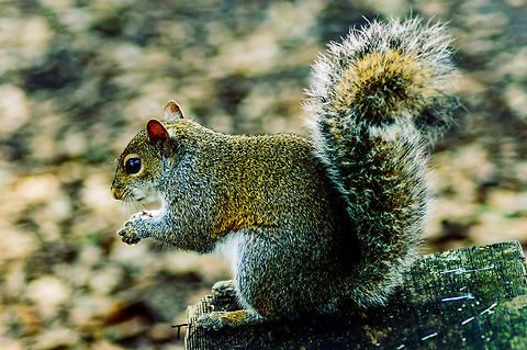Sciurus carolinensis common name eastern gray squirrel or grey squirrel Sciurus carolinensis is native to the eastern and midwestern United States, and to the southerly portions of the eastern provinces of Canada.I couldn't resist to take a pic as this guy came up to me taking a break and took a corn chip right out of my hand. Animal,By it's self,CloseUp,Daylight,Detail,Eastern gray squirrel,Eating,Fall,Florida,Geotagged,Gray Squirrel,Sciurus carolinensis,Single,Squirrel,United States,Wild life,nature,photo by T.G