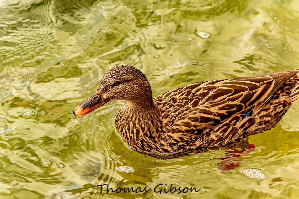 blue-winged teal The blue-winged teal is a small dabbling duck from North America. The scientific name is derived from Latin Anas &quot;duck&quot;, and discors, &quot;variance&quot; Blue-winged teal inhabit shoreline more often than open water and prefer calm water or sluggish currents to fast water. They inhabit inland marshes, lakes, ponds, pools, and shallow streams with dense emergent vegetation. Blue-winged teal are surface feeders and prefer to feed on mud flats, in fields, or in shallow water where there is floating and shallowly submerged vegetation plus abundant small aquatic animal life. They mostly eat vegetative matter consisting of seeds or stems and leaves of sedge, grass, pondweed, smartweed. Common predators of blue-winged teal include humans, snakes, snapping turtles (Chlycha serpentina), dogs, muskellunge, American crows (Corvus brachyrhnchos), magpies (Pica spp.), ground squirrels, coyotes (Canis latrans), red foxes (Vulpes fulva), gray foxes (Urocyon cinereoargenteus), raccoons (Procyon lotor), long-tailed weasels (Mustela frenata), American minks (Mustela vison), striped skunks (Mephitis mephitis), spotted skunks (Spilogale putorius), and American badgers (Taxidea taxus). Anas discors,Blue-winged teal,Fall,Geotagged,United States,nature