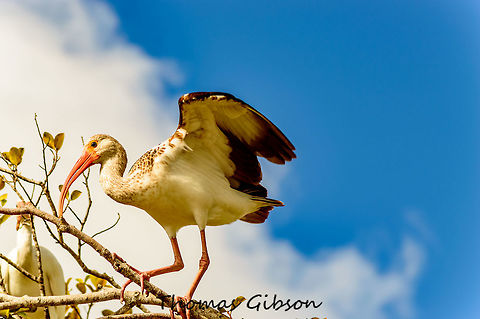 Eudocimus albus1 The American white ibis is a species of bird in the ibis family. This particular ibis is a medium-sized bird with an overall white plumage, bright red-orange down-curved bill and long legs, and black wing tips that are usually only visible in flight. Males are larger and have longer bills than females. Their diet consists primarily of small aquatic prey, such as insects and small fishes. Crayfish are its preferred food in most regions, but it can adjust its diet according to the habitat and prey abundance. Its main foraging behavior is probing with its beak at the bottom of shallow water to feel for and capture its prey. It does not see the prey. Human pollution has affected the behavior of the American white ibis via an increase in the concentrations of methylmercury, which is released into the environment from untreated waste. Exposure to methylmercury alters the hormone levels of American white ibis, affecting their mating and nesting behavior and leading to lower reproduction rates. American White Ibis,Daylight,Detail,Eudocimus albus,Fall,Fl. Wet Lands,Florida,Geotagged,United States,White Bird,White Ibis,Wildlife,nature,photo by T.G,tree