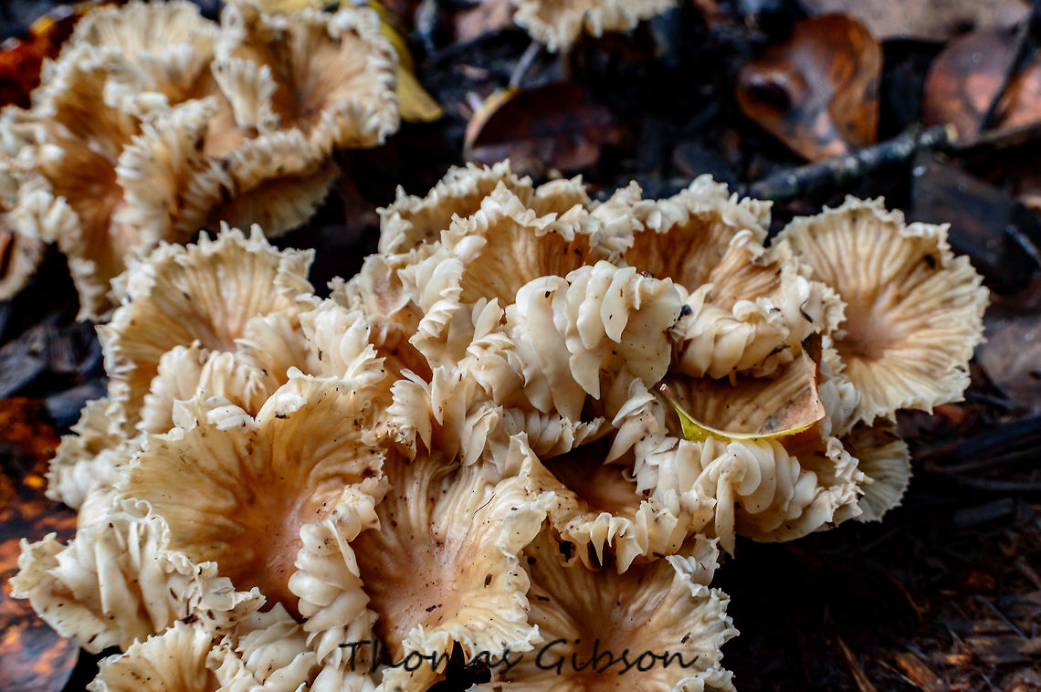 unknown mushroom one subject i am really bad with is mushrooms any help be great thanks Fall,Geotagged,United States,Wet Lands,mushrooms,nature,photo by T.G,wild mushrooms