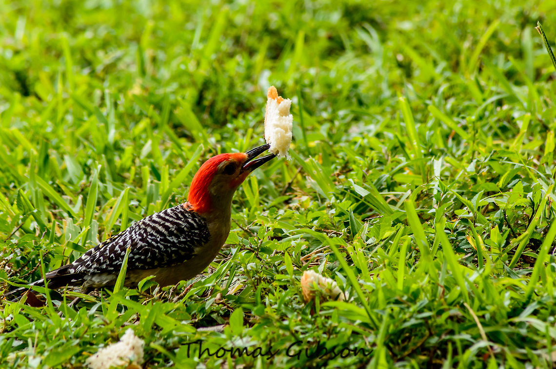 Melanerpes carolinus The red-bellied woodpecker is a medium-sized woodpecker of the Picidae family. These birds mainly search out arthropods on tree trunks. They may also catch insects in flight. They are omnivores, eating insects, fruits, nuts and seeds. gave him some bread. CloseUp,Detail,Field,Florida,Geotagged,Melanerpes carolinus,Red-bellied Woodpecker,Single,Summer,United States,Wild life,nature,photo by T.G