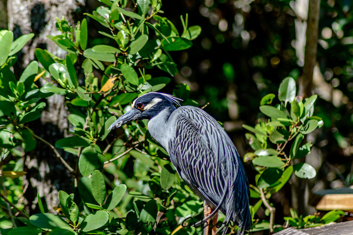 Nyctanassa violacea The yellow-crowned night-heron is one of two species of night herons found in the Americas, the other one being the black-crowned night heron. The Yellow-crowned Night-Heron is a rather stocky wading bird, ranging from 55 to 70 cm and from 650 to 800 grams, the females being a little smaller than the males. The neck, slim when extended, gives the bird a comically large head compared to its body, with a large and heavy bill. The Yellow-crowned Night-Heron looks for shallow water to live in: marshes, wooded swamps, and lakeshores for inland populations, and thickets, mangroves and cliff-bound coasts for coastal populations. It can also be found in areas that don&rsquo;t always have enough water, but that get flooded on a regular basis. this species is in the process of being placed on the endangered species list CloseUp,Daylight,Detail,Florida,Geotagged,Nyctanassa violacea,Single,Spring,The yellow-crowned night-heron,United States,Yellow-crowned Night Heron,nature,photo by T.G,woods