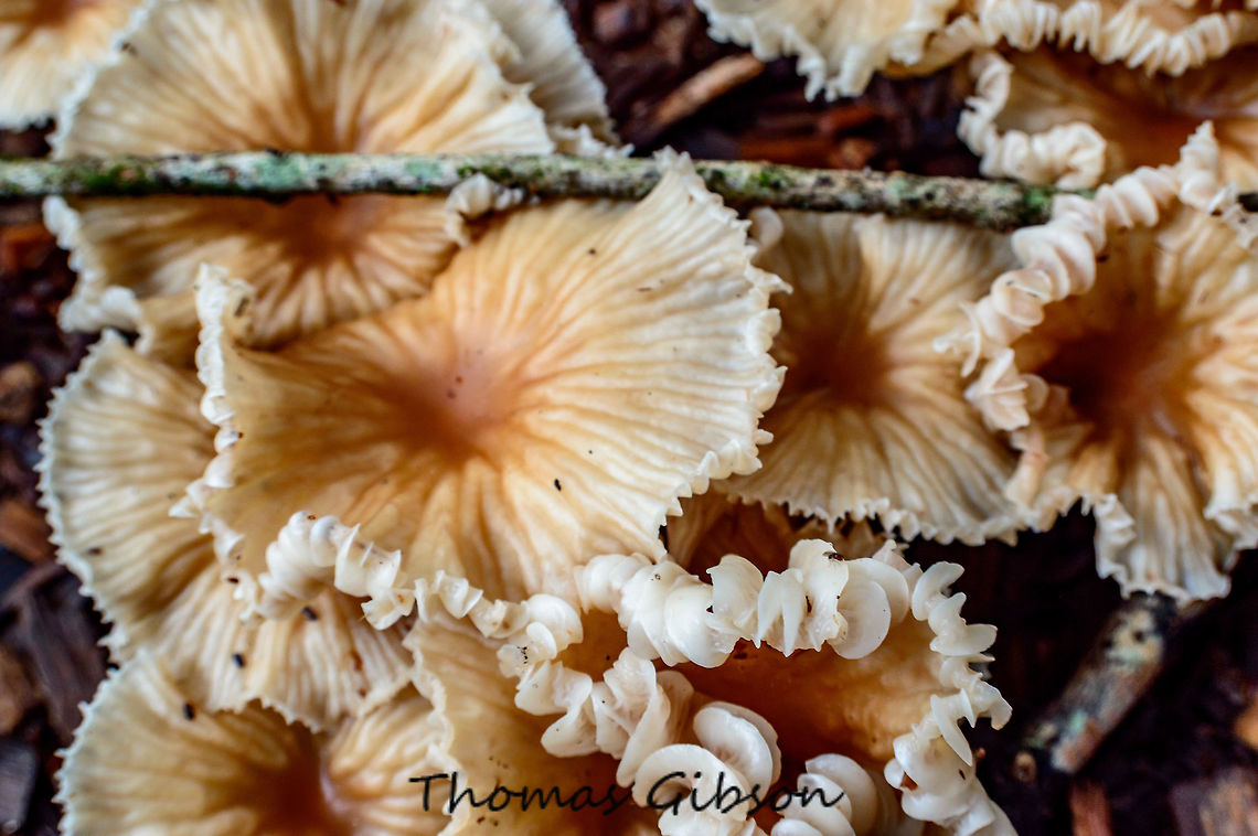 unknown mushroom Not my area tried to do a search no luck Botany,CloseUp,Detail,Fall,Florida,Fungis,Fungus,Geotagged,Mushroom,Patch,Plant,United States,Wet Lands,forest floor,mushrooms,nature,photo by T.G,wild mushrooms