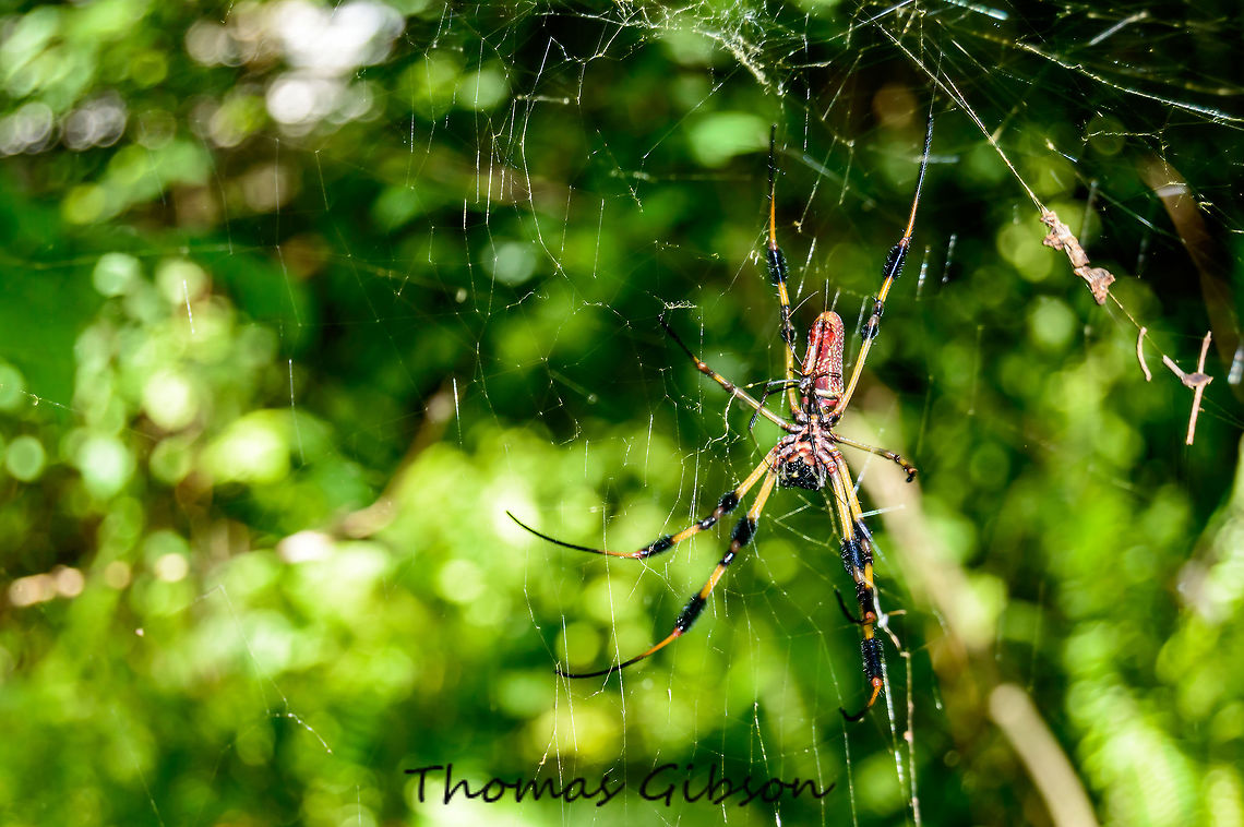 golden silk spider with smal male golden silk spider with smal male. Nephila clavipes (Linnaeus) (Arachnida: Araneae: Tetragnathidae)  the golden silk spider, Nephila clavipes (Linnaeus), a large orange and brown spider with the feathery tufts on its legs is well know to most native southerners. It is particularly despised by hikers and hunters, as during late summer and fall the large golden webs of this species make a sticky trap for the unwary. However, as is typical with most spiders, there is little real danger from an encounter with the golden silk spider. The spider will bite only if held or pinched, and the bite itself will produce only localized pain with a slight redness, CloseUp,Daylight,Detail,Florida,Geotagged,Nephila,Nephila clavipes,Nephila clavipes (Linnaeus) (Arachnida: Araneae: Tetragnathidae),Spring,United States,golden silk spider,nature,photo by T.G,with male