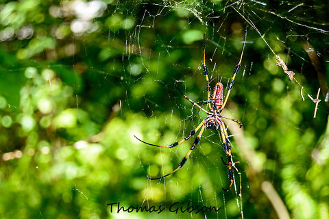golden silk spider with smal male golden silk spider with smal male. Nephila clavipes (Linnaeus) (Arachnida: Araneae: Tetragnathidae)  the golden silk spider, Nephila clavipes (Linnaeus), a large orange and brown spider with the feathery tufts on its legs is well know to most native southerners. It is particularly despised by hikers and hunters, as during late summer and fall the large golden webs of this species make a sticky trap for the unwary. However, as is typical with most spiders, there is little real danger from an encounter with the golden silk spider. The spider will bite only if held or pinched, and the bite itself will produce only localized pain with a slight redness, CloseUp,Daylight,Detail,Florida,Geotagged,Nephila,Nephila clavipes,Nephila clavipes (Linnaeus) (Arachnida: Araneae: Tetragnathidae),Spring,United States,golden silk spider,nature,photo by T.G,with male